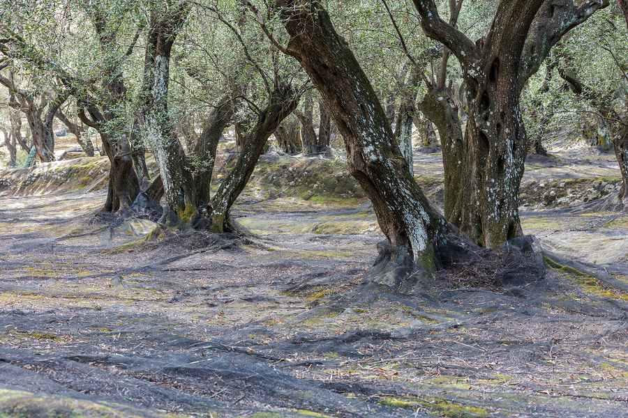 Corfu olive oil