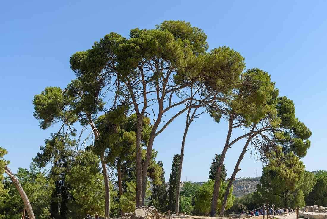 Knossos Palace tickets