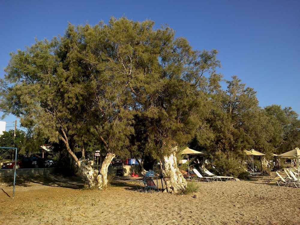 Papikinou beach Milos