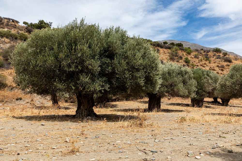 Minoan Agriculture