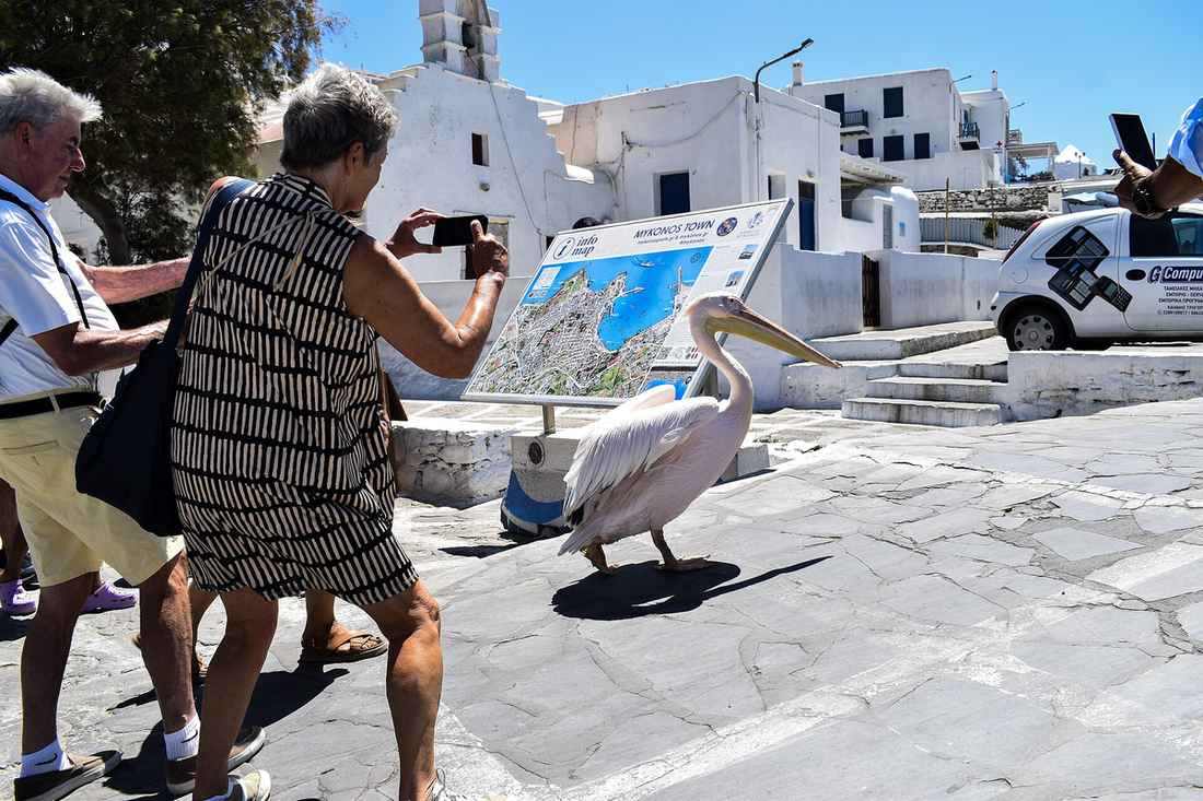 Mykonos pelican