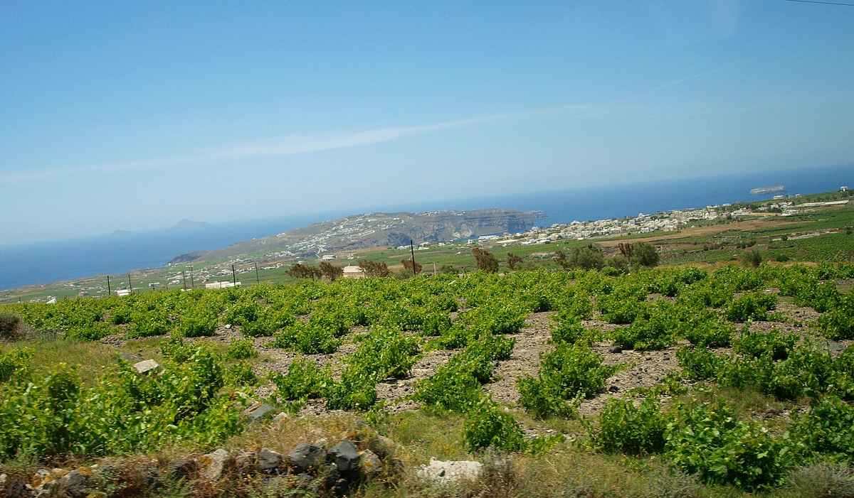 Mykonos wine