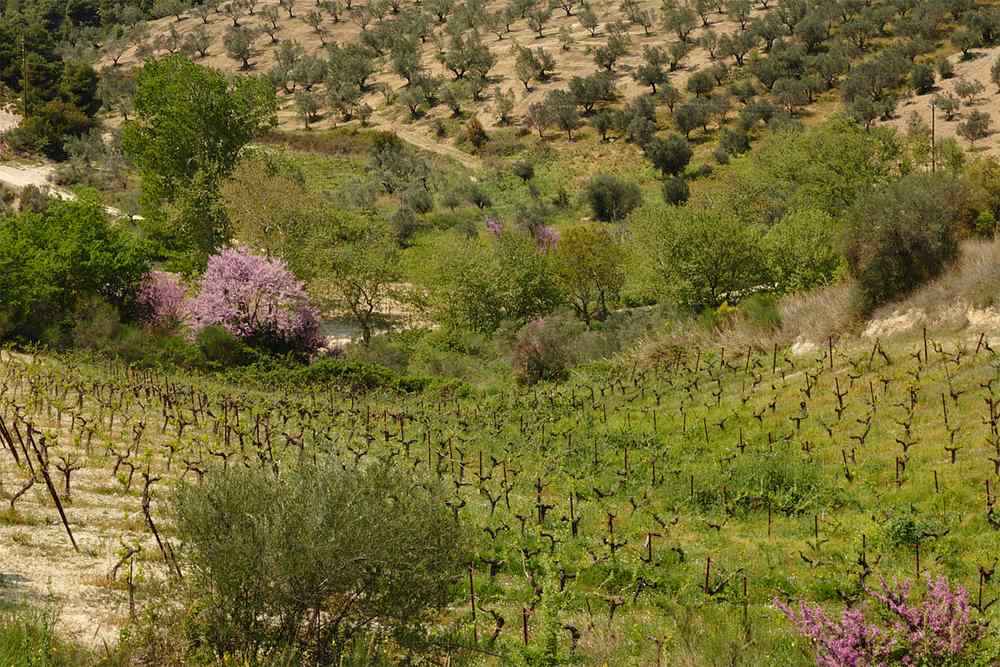 Nemea wine day trip from Athens