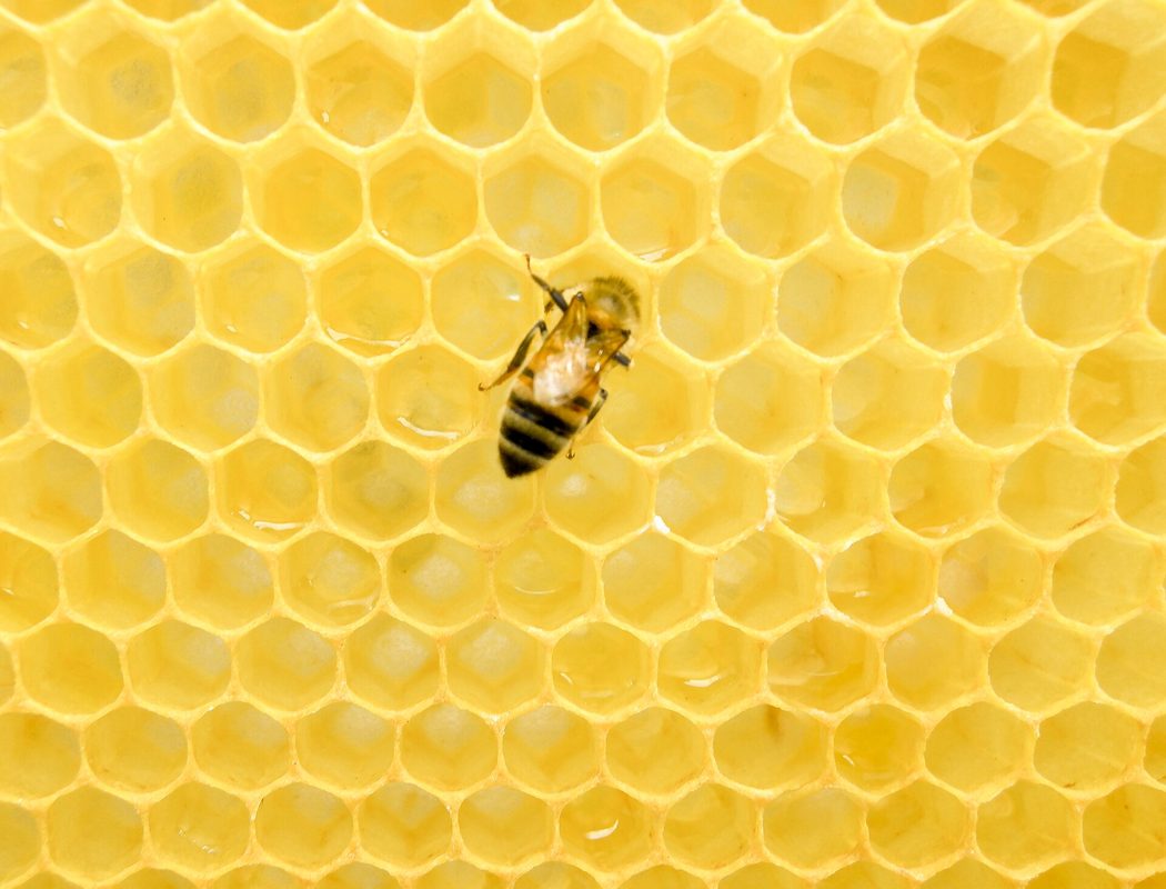 rhodes bee museum
