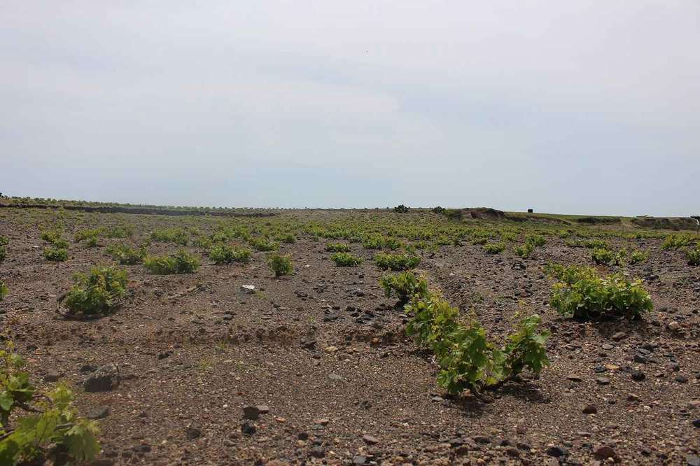 Rhodes Wine