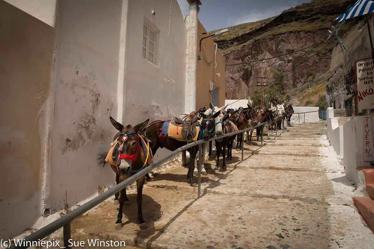 Santorini donkeys