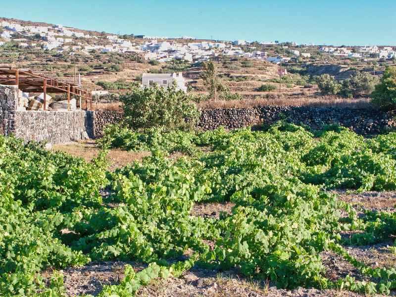 Santorini wine