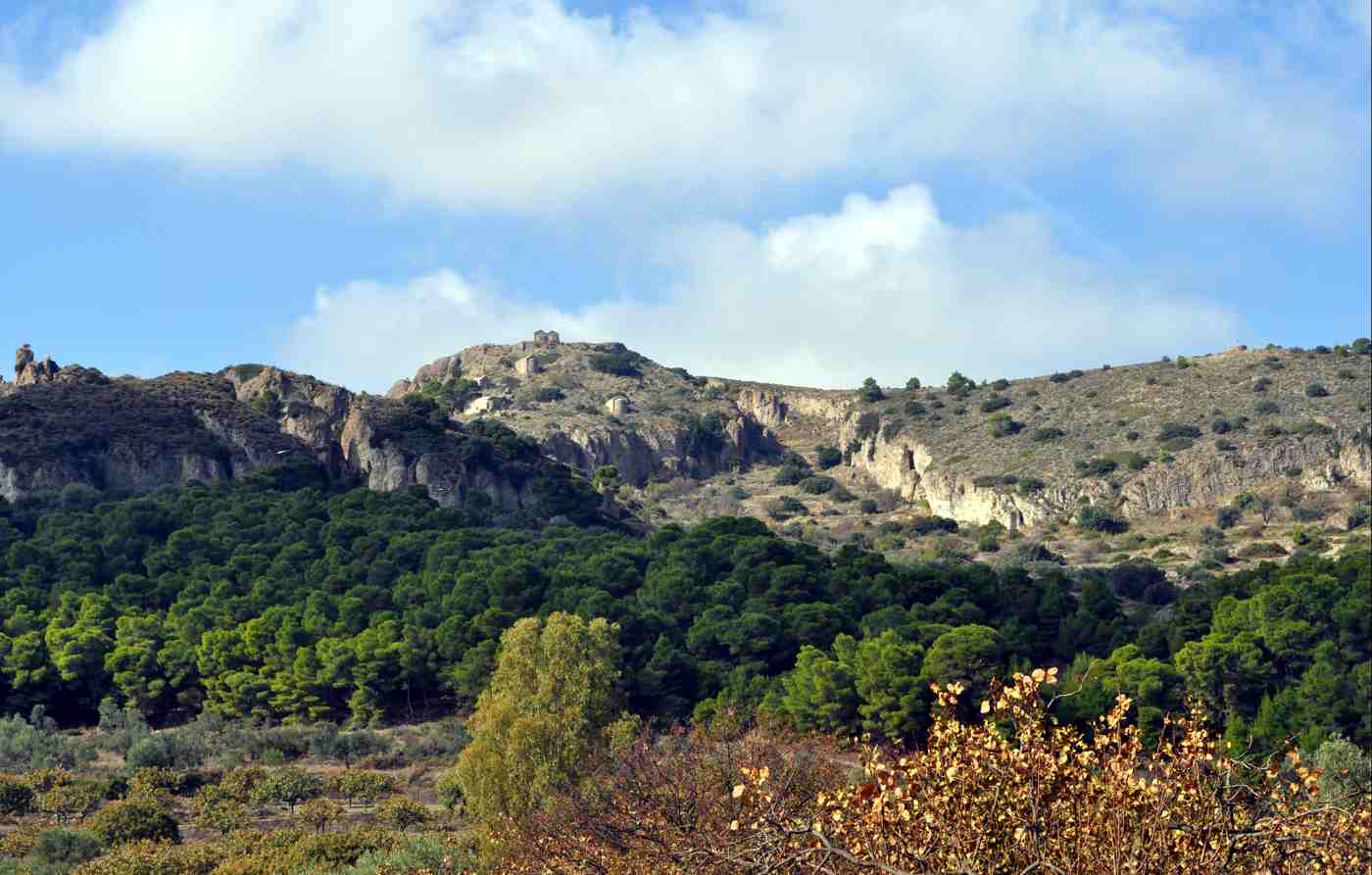 Pine forest and hills in the green interior of Aegina, crossed by walking trails