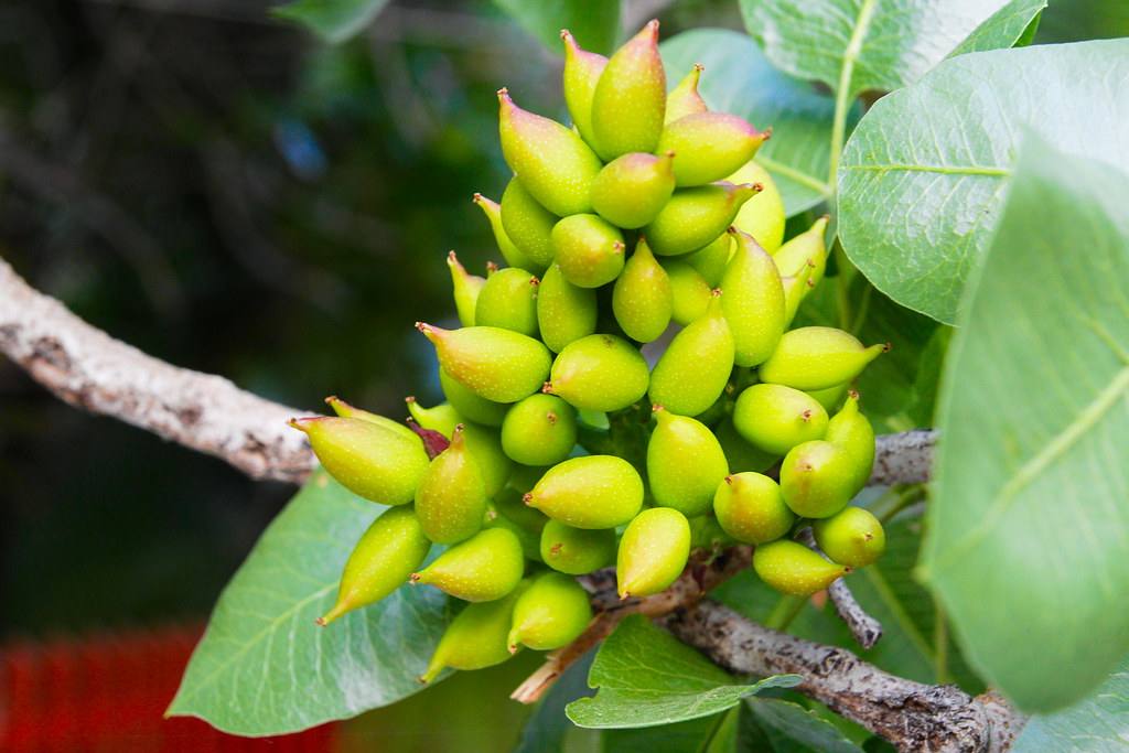 Aegina pistachios ripening in their clusters on the tree, the island's famous green gold