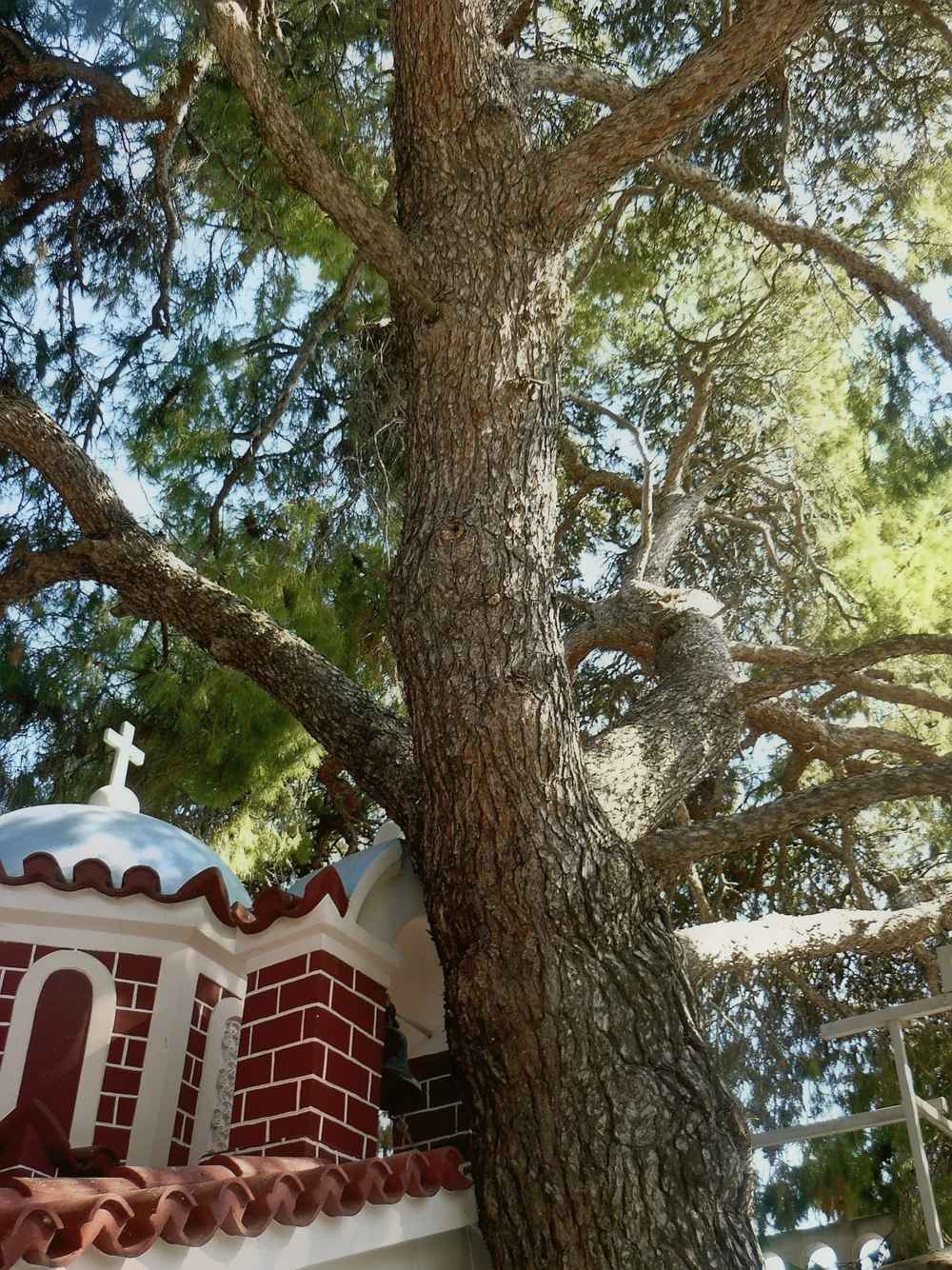 A chapel and pine tree at the Monastery of Agios Nektarios, Aegina