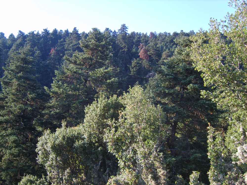 Cephalonian fir forest on Mount Ainos, Kefalonia
