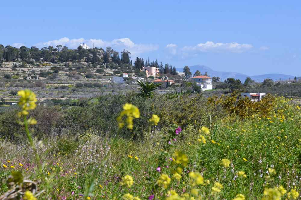 Spring wildflowers and orchards in the countryside of Aegina