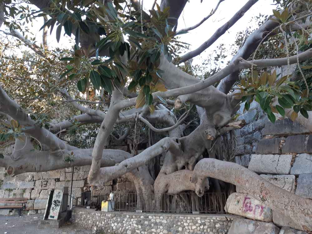 Kos-Nerantzia Castle-Baum-02ESD