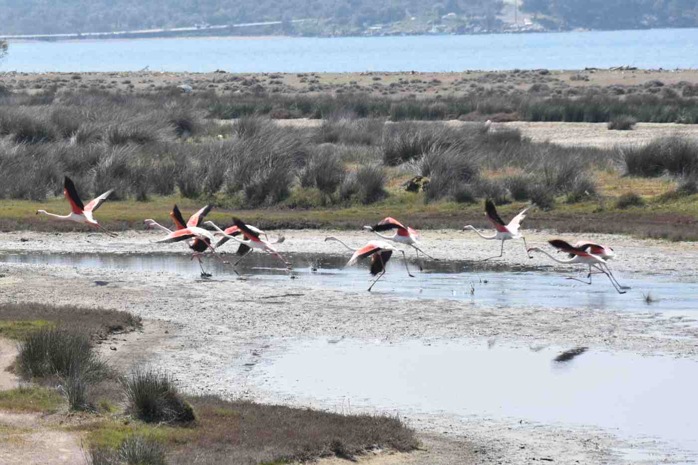 Flamingos taking flight over the Gulf of Kalloni on Lesbos, a highlight of the spring birdwatching season