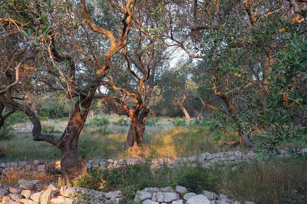 Golden light through a Paxos olive grove