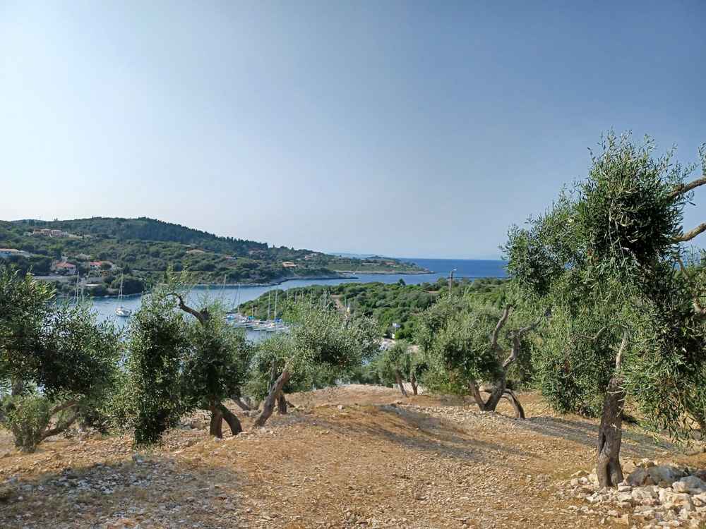 An olive grove on Mongonisi at the south of Paxos