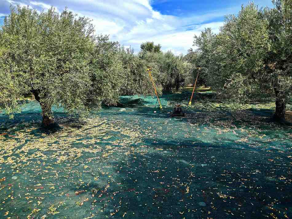 Cretan Olive Oil: A Guide to Crete's Liquid Gold