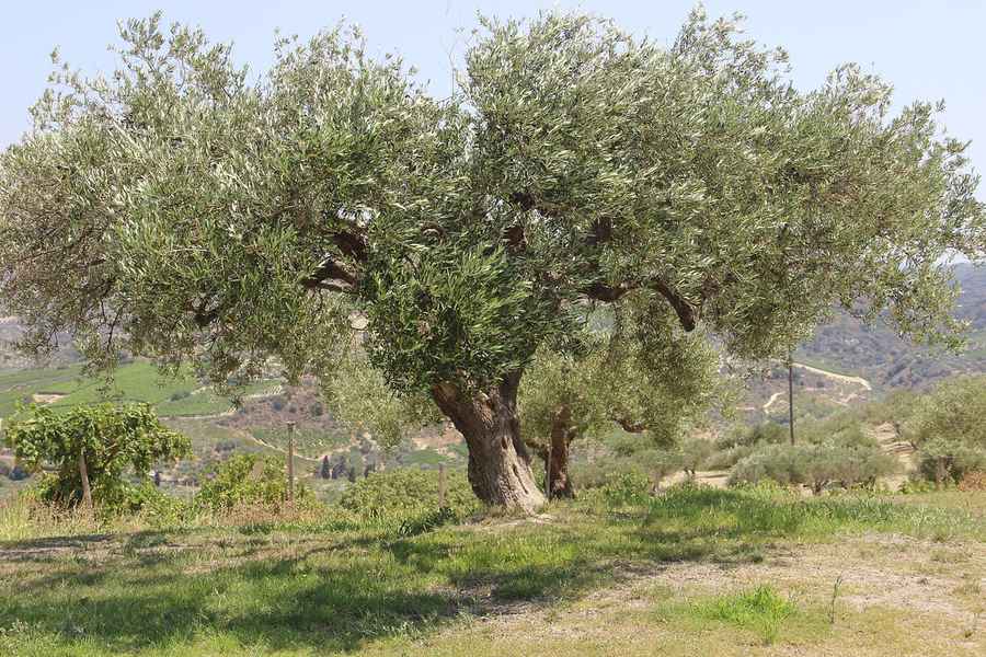 Crete Wineries: Cretan Wine and Tastings