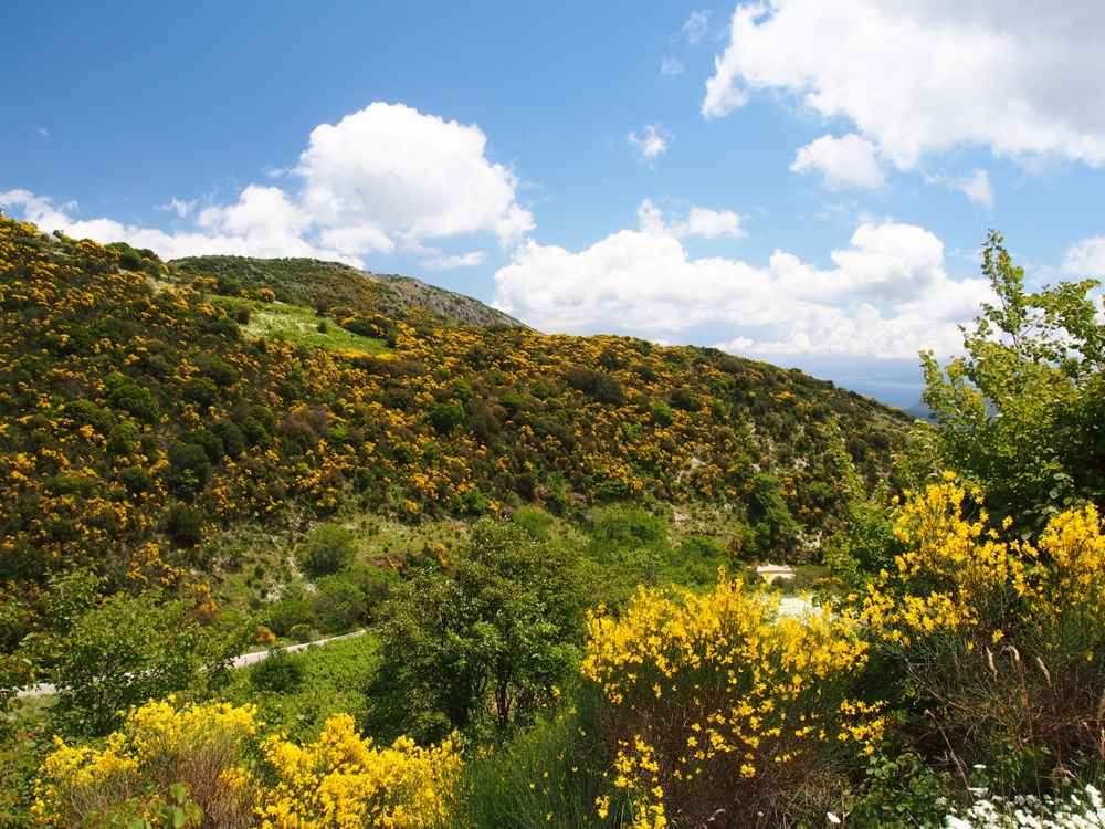 The broom-covered mountains of the Lefkada interior around the village of Englouvi