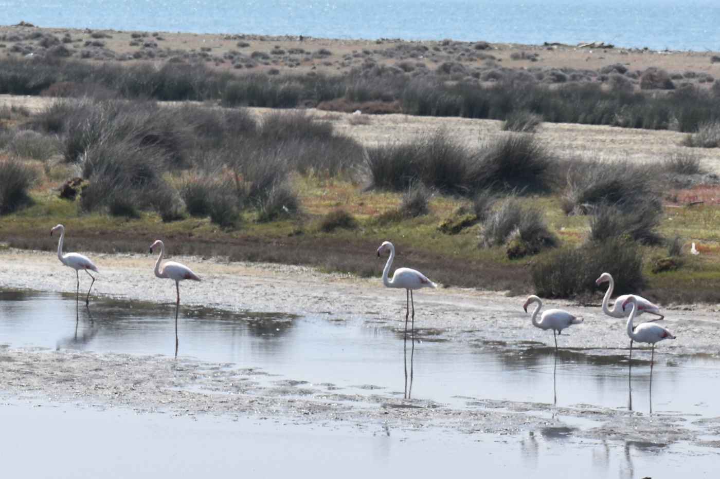 Flamingos in the salt pans of the Gulf of Kalloni on Lesbos