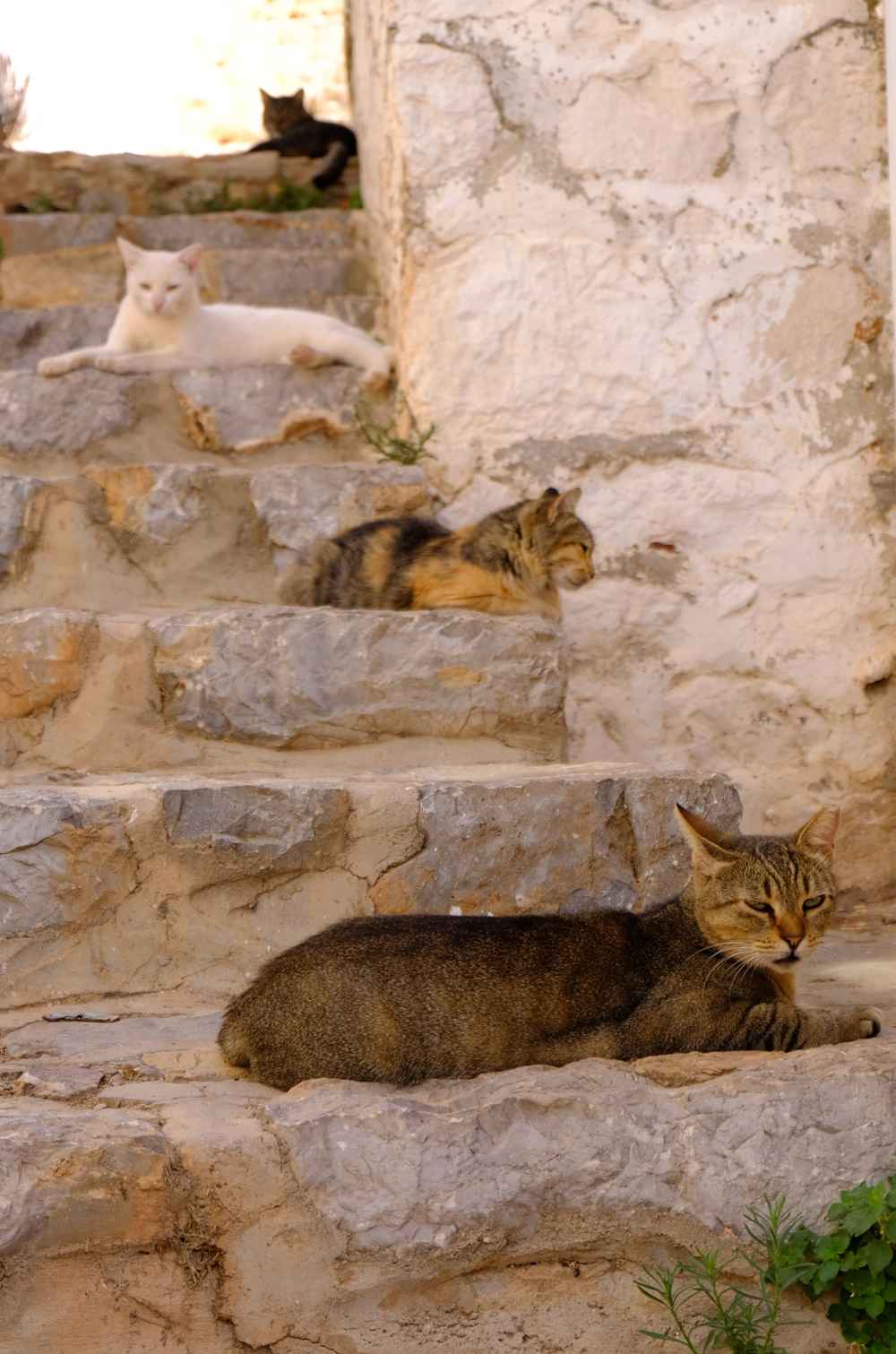 Cats of Hydra lounging in the sun on the stone steps of the town