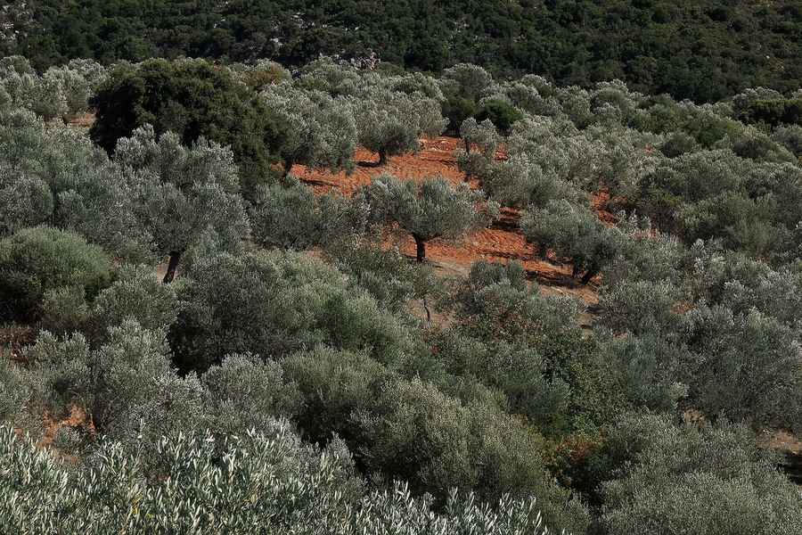 Kaloxylos Village (Naxos)
