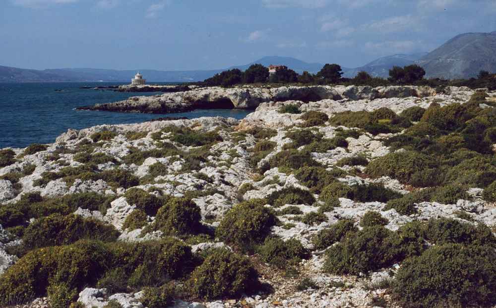 Hypericum aegypticum habitat