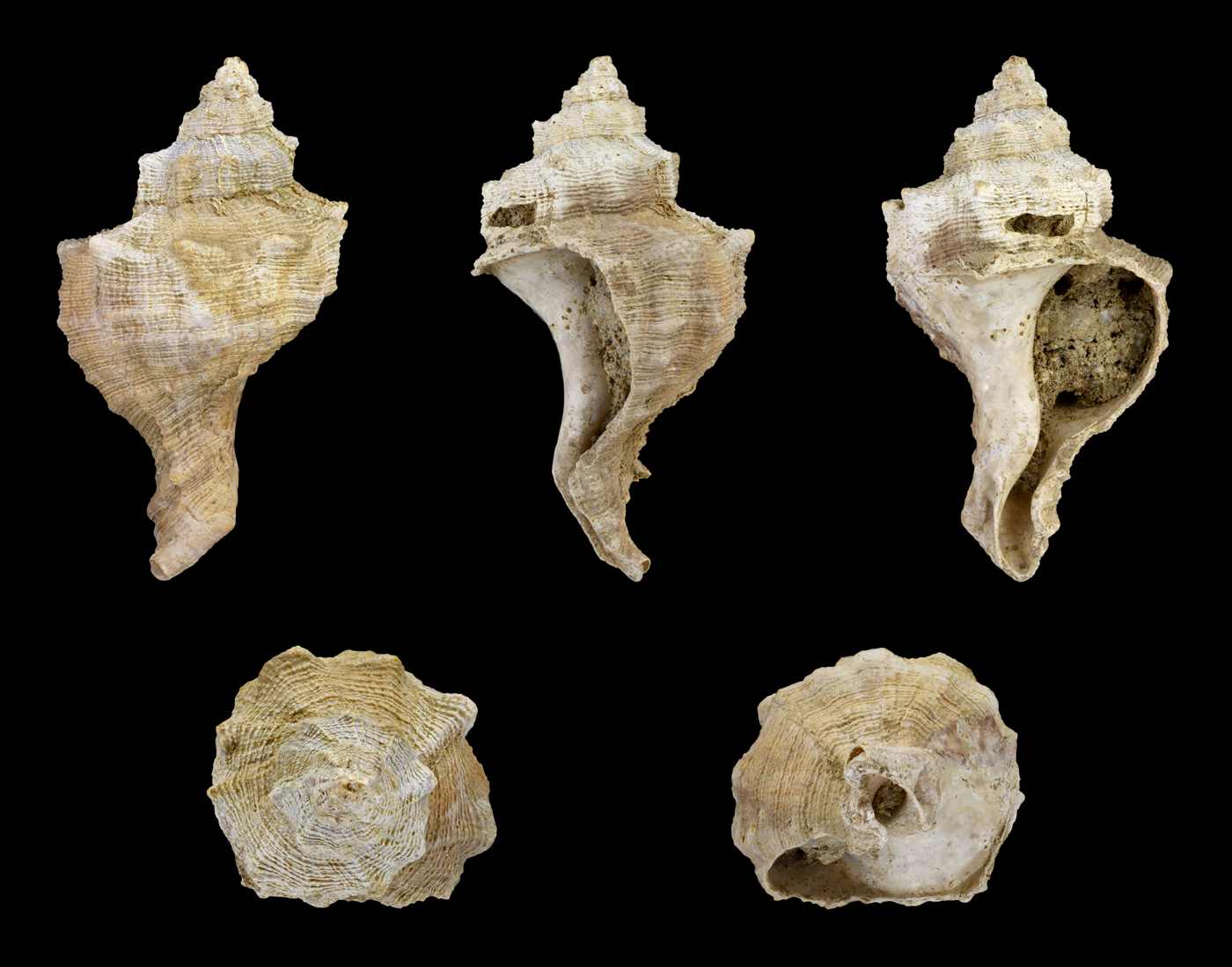 Hexaplex trunculus trunculus