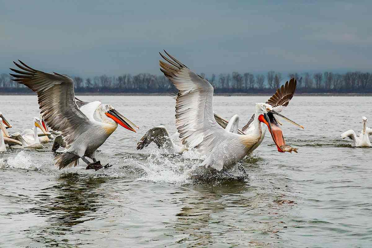 Lake Kerkini Day Trip from Thessaloniki: Pelicans, Water Buffalo, and Wetland Boat Rides