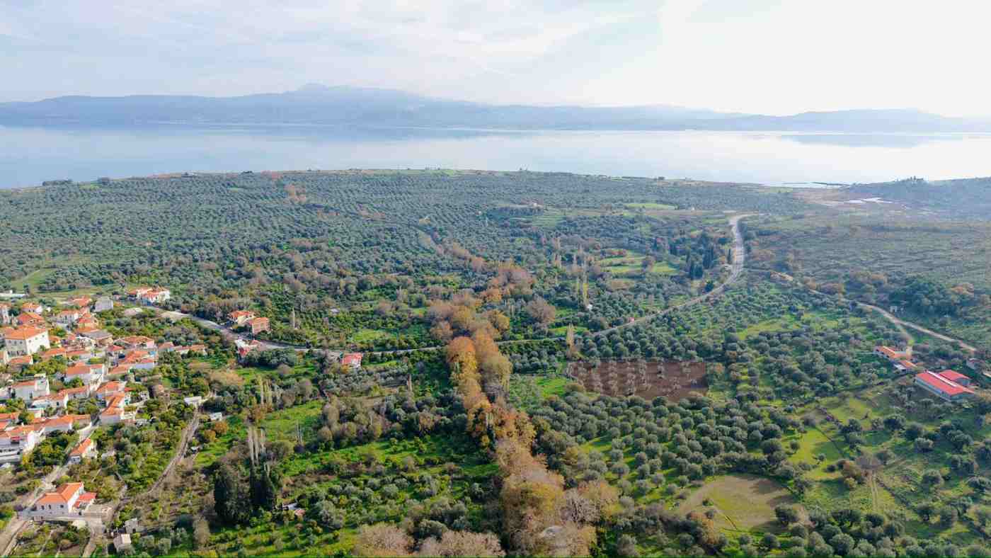Olive groves rolling down to the sea near Parakoila on Lesbos, source of the island’s renowned olive oil