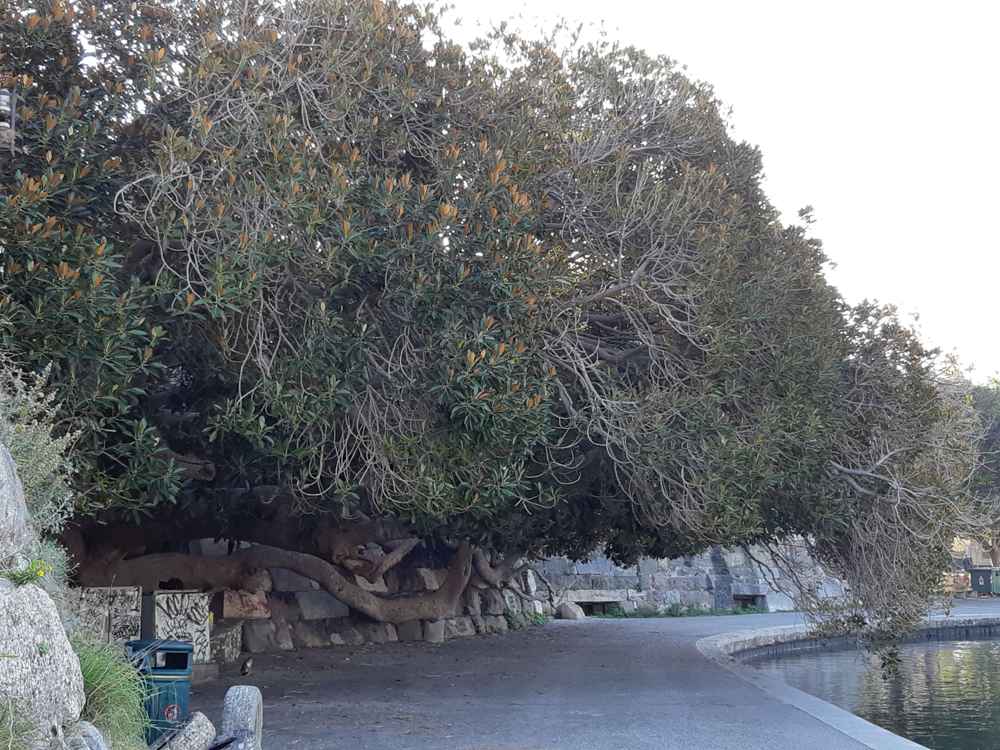 Kos-Nerantzia Castle-Baum-04ESD