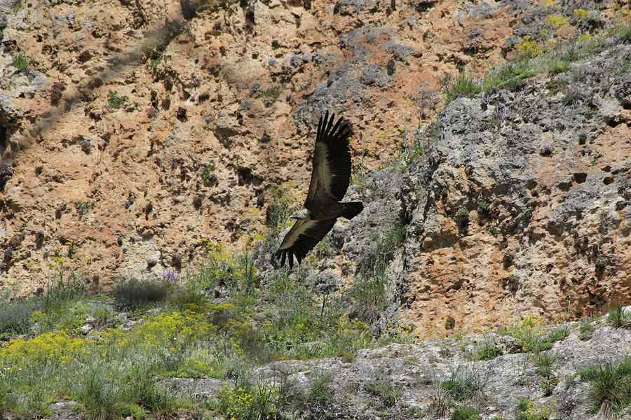 Wildlife of Meteora: Birds of Prey and Nature on the Rocks