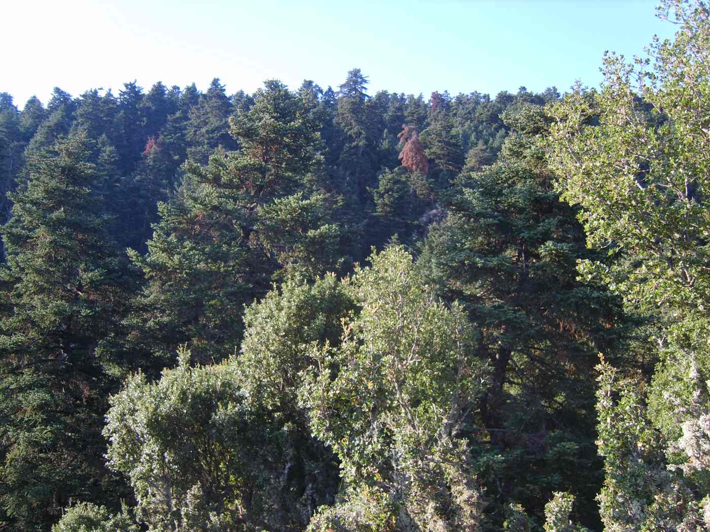 Cephalonian fir forest on Mount Ainos, Kefalonia