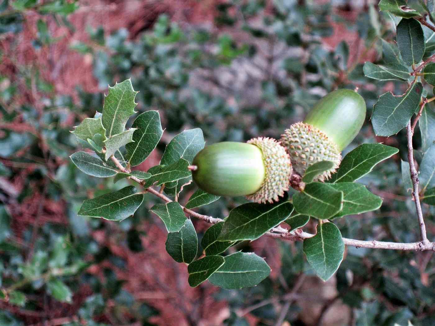 Kermes oak on the wooded slopes of Mount Olympus above Agiasos, Lesbos