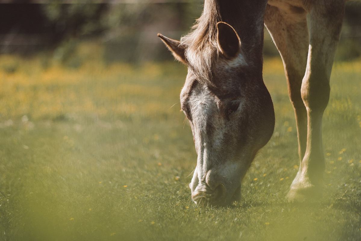 Horse Riding in Naxos: Beach & Country Rides