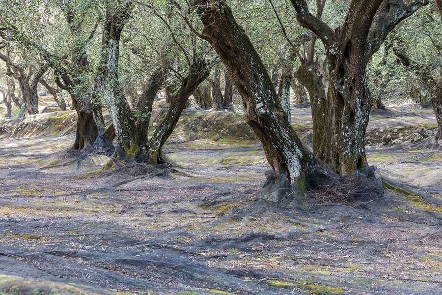 Naxos in Winter: Off-Season Travel Guide