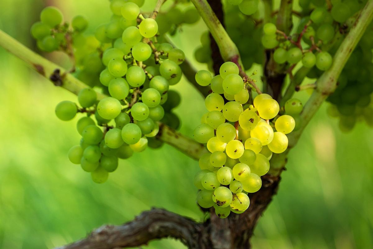 Wine Tasting in Naxos: Wineries & Kitron