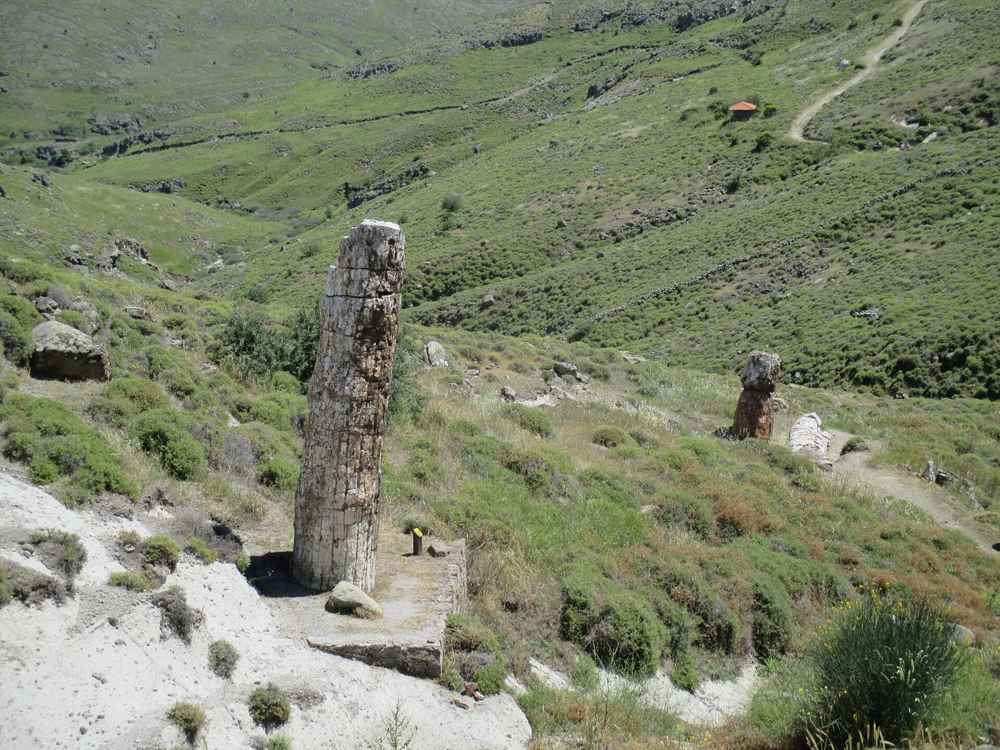 Fossilised tree trunks in the Petrified Forest of Lesbos