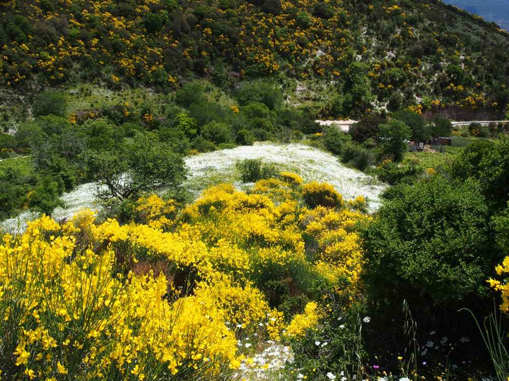 The green flowered hills of south-east Lefkada around the village of Poros