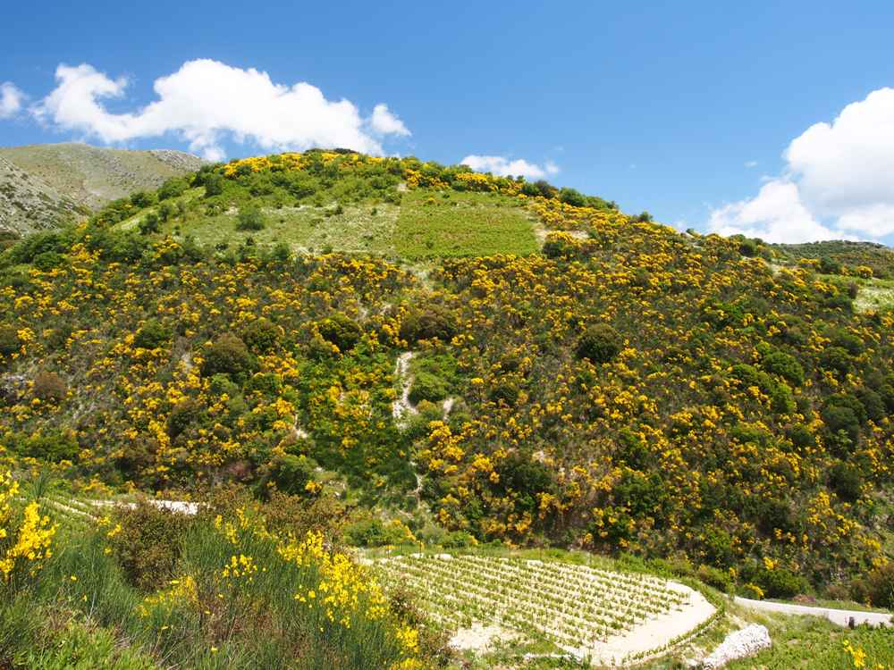 Hillsides and vineyard terraces of the Lefkada interior near Poros