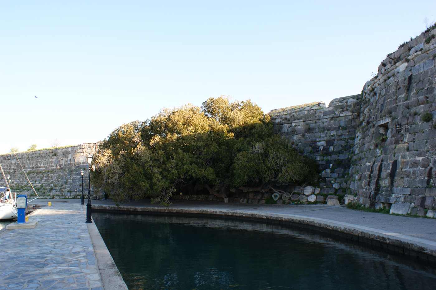 Kos-Nerantzia Castle-Baum-01ASD