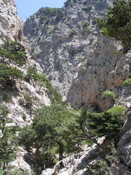 Rouvas Gorge: Crete's Holm-Oak Forest Ravine Above Zaros