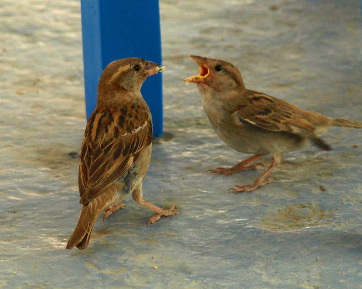 Spetses, Greece — Passer domesticus Spetses, Greece