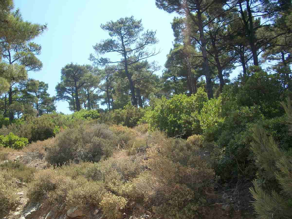 The Nature of Thassos: Flora and Fauna