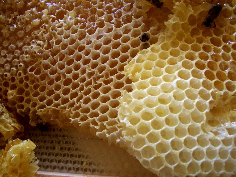 Thassos Honey: Pine, Thyme and Beekeeping