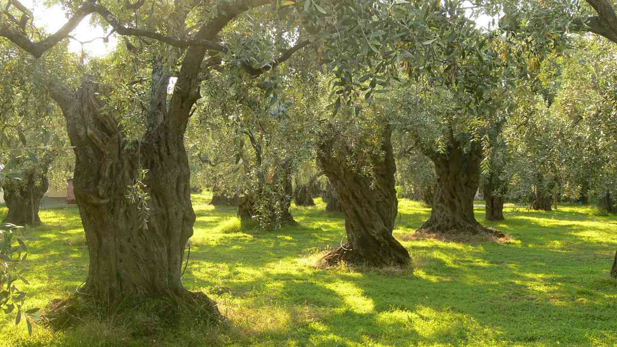 Thassos Olive Oil: Groves, Varieties and Mills