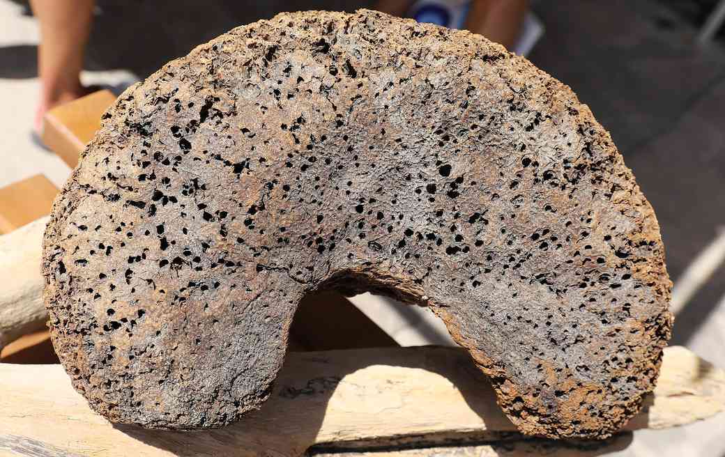 Natural sponge from Symi