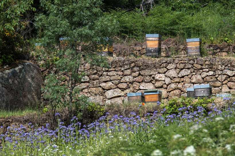 Honey on Zakynthos: Bees, Herbs and Island Tradition