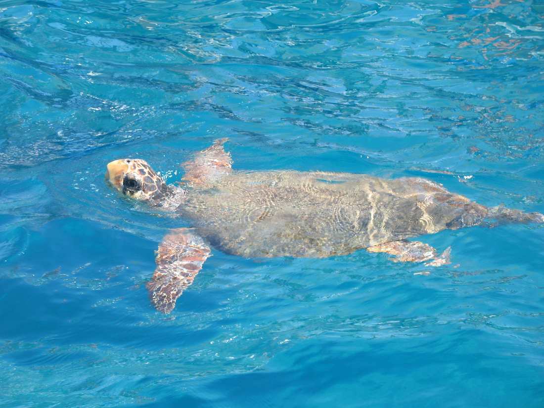 The National Marine Park of Zakynthos: Protecting the Turtles