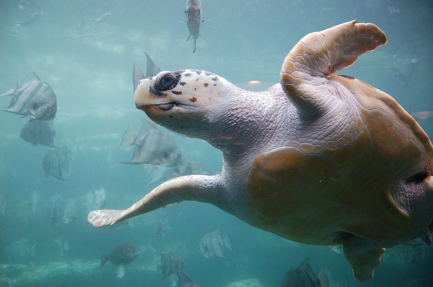 The Loggerhead Sea Turtles of Zakynthos and the Marine Park